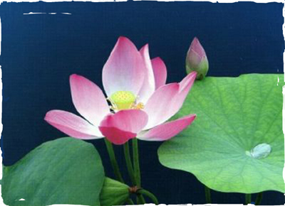 Rooted in the muck, growing through the waters of life, reaching for the light. Bruce Markow LMT's logo (below) is derived  from a Lotus flower (pictured here), representing peace, harmony & enlightenment... through holistic bodywork