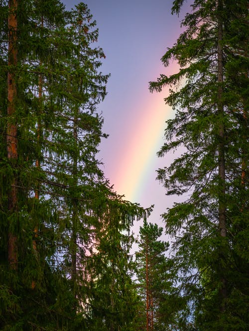 A rainbow brings new life after a storm. To help weather the storm and ride a rainbow there are virtual sessions for well-being coaching and distance healing with Bruce Markow LMT (212) 721-8640